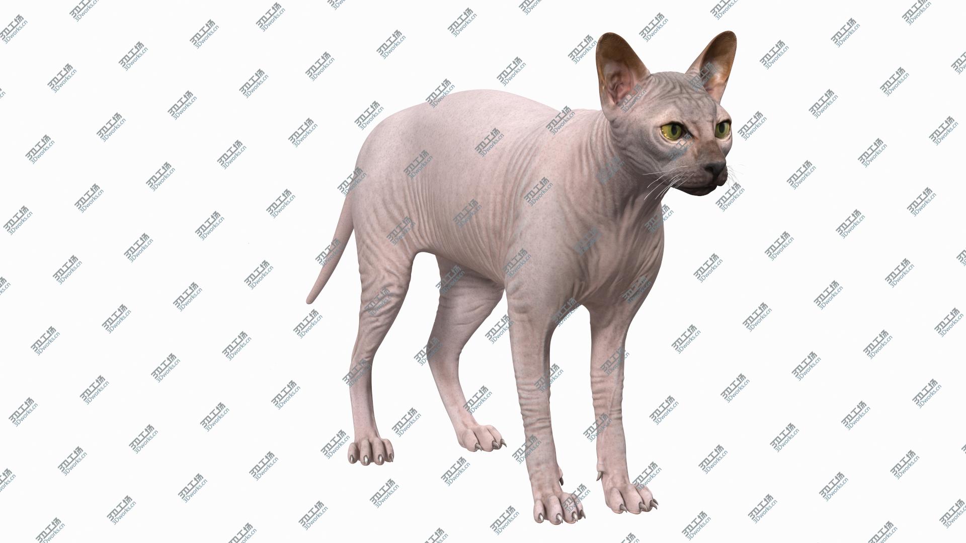 images/goods_img/202104093/Dark Cream Sphynx Cat 3D model/2.jpg